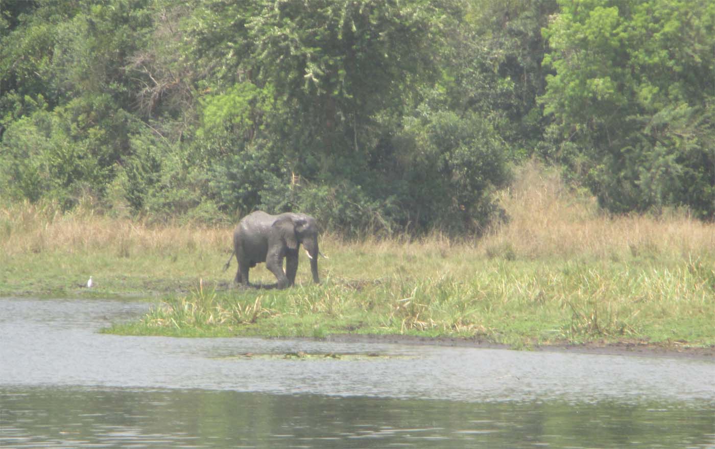 elephant nil ouganda